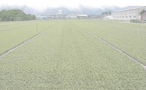 倭芝園のタマリュウは全国屈指の生産量・品質をご提供しております